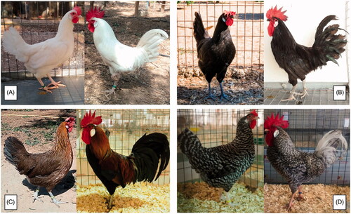 Figure 1. Hen and rooster of each Utrerana variety. A: White; B: Black; C: Partridge; D: Franciscan.