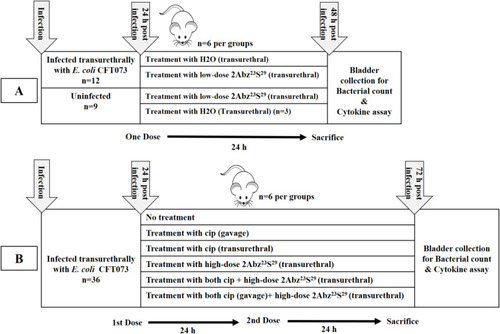 Figure 1 Schematic overview of the experimental set up used for in vivo UTI experiment. At the beginning of the experiment (A), mice were subdivided into four groups. Two infected groups and two uninfected groups that received H2O or 2Abz23S29 treatment (n=6 per group, except uninfected group that received H2O n=3). A transurethral injection of 50 µL of H2O or 2Abz23S29 at a low dosage (250µg/mL) was performed after 24 h post-infection, only once. All mice were euthanized on the third day, and bladders were harvested for bacterial count and evaluation of pro-inflammatory cytokines. In the second part of the study (B), mice were randomly subdivided into six groups (n=6 per group), infected untreated group: no treatment, the ciprofloxacin (cip) groups: treated with oral or transurethral cip, the 2Abz23S29group: treated with transurethral 2Abz23S29, and the cip plus 2Abz23S29 groups: treated with oral or transurethral cip and transurethral 2Abz23S29. A single transurethral high-dose of 2Abz23S29and ciprofloxacin was 750 µg/mL, and 40 µg in 50 µL PBS, respectively. For a better comparison between groups, ciprofloxacin was also injected transurethrally. Treatments were performed once a day for two consecutive days. All mice were euthanized on the fourth day, and bladders were harvested for bacterial count and evaluation of pro-inflammatory cytokines.
