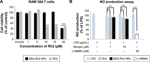 Figure 10 In vitro efficacy of BSA-Rh2 NPs, in RAW 264.7 (murine macrophage) cell lines (A) and inhibition of LPS induced NO production assay (B).Note: Data shown represent the mean values of three experiments ± SD. **P<0.01, ***P<0.001 vs control.Abbreviations: BSA, bovine serum albumin; LPS, lipopolysaccharide; NO, nitric oxide; NPs, nanoparticles.