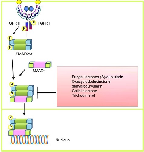 Figure 2 Transforming growth factor-induced intracellular signaling and fungal product-mediated inhibition of nuclear accumulation of SMAD and transcriptional upregulation of target genes.