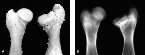 Figure 2. Gross (A) and radiographic (B) findings from extracted femurs from a piglet killed at postoperative week 20 showing (to the right) decreased epiphyseal height (44%), generalized flattening of the articular surface, coxa magna (16%), and severe GT overgrowth.