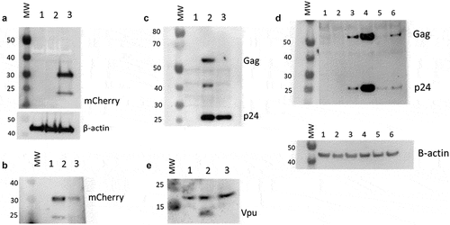 Figure 4. Effect of integrase inhibitor on mCherry, p24, Gag and Vpu protein production in cultures containing DHIV3-mCherry infected cells. MW, molecular weight markers. A) Cells infected with DHIV3-mCherry were purified by FACS sorting based on their expression of mCherry fluorescence. Lane 1, Protein from Control cells; Lane 2, Protein from PIC/Bystander cells; Lane 3, Protein from Provirus cells. Antibody used was goat anti-mCherry, developed with HRP linked anti-goat secondary. mCherry protein was only detectable in sorted Provirus cells. B-E) Lane 1, Control cell protein; Lane 2, protein from DHIV3 infected culture; Lane 3, protein from DHIV3 infected cultures treated with integrase-inhibitor (25 nM MK-2048) as shown above in Figure 3. B) Lane 2, mCherry protein was readily detectable in protein from cultures containing Provirus cells, with anti-mCherry antibody used in A. Lane 3, a small amount of mCherry signal was detected in MK-2048 treated cultures. C) Lane 2, p24 and Gag precursor proteins visualized with p24 antibody used above in Fig. S-6, and HRP linked anti-mouse secondary antibody. The p24 band in lane 3 is residual from infection as reported in the literature [Citation10]. The presence of precursor proteins in lane 2 shows p24 synthesis in cultures containing Provirus cells. D) Lanes 1 and 2, Control cell protein at 24 and 48 hrs respectively; lanes 3 and 4, protein from DHIV3 infected culture at 24 and 48 hrs respectively; lanes 5 and 6, protein from DHIV3 infected cultures treated with integrase inhibitor (as above) at 24 and 48 hrs respectively. At 24 hrs post infection, we only found both p24 and precursor Gag proteins in the protein samples from DHIV3 infected cells in the absence of integrase inhibitor. At 48 hrs post-infection, in the absence of integrase inhibitor, the amounts of detectable p24 and Gag proteins were dramatically increased from levels at 24 hrs post infection. As seen initially (Panel C), some p24 protein was detectable in integrase inhibitor-treated cultures at 24 hrs post infection, however, Gag is not detectable at this time. At 48 hrs post infection in the integrase inhibitor treated cultures, some Gag protein does become detectable, reflecting production in cells that escaped complete integrase inhibition. This is in agreement with our flow cytometry analysis that showed suppressed, but still detectable numbers of mCherry positive cells in the integrase inhibitor treated cultures (Figure 3). The Gag precursor proteins only appear in the integrase inhibitor treated culture proteins 48 hrs after treatment. All antibodies, sources and dilutions are provided in Methods. E) Lane 2, Vpu detected with rabbit antibody, visualized using HRP linked anti-rabbit secondary. The resolution of the image is slightly compromised due to the small size of Vpu protein.