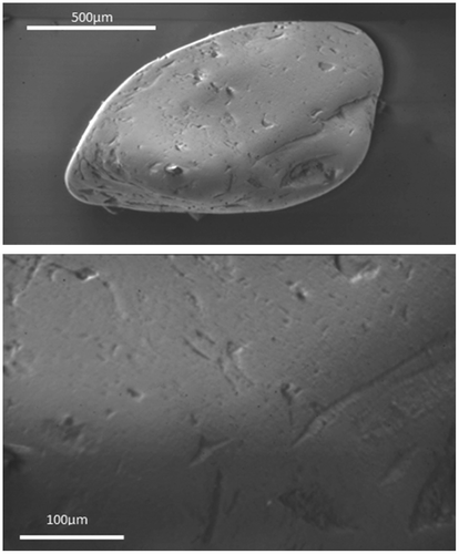 Figure 14. SEM images of an elongated grain (top) and of the observed fracture patterns (bottom).