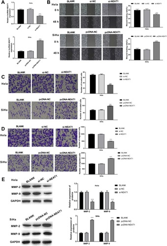 Figure 2 LncRNA-NEAT1 promoted the migration and invasion of HeLa and SiHa cells. (A) The expression of lncRNA-NEAT1 in transfected HeLa and SiHa cells was detected by qRT-PCR. (B) The migration ability of transfected HeLa and SiHa cells was detected by wound healing assay. (C) The migration ability of transfected HeLa and SiHa cells was detected by transwell assay. (D) The invasion ability of transfected HeLa and SiHa cells was detected by transwell assay. (E) The expression of MMP-2 and MMP-9 in transfected HeLa and SiHa cells was measured by Western blot. Data were presented as mean ± standard deviation with three replicates. ***P < 0.001, vs. BLANK group.