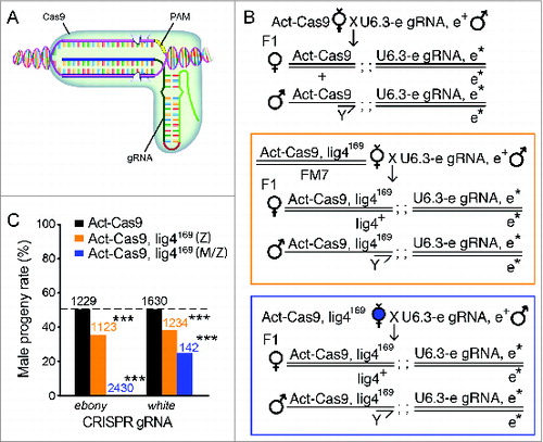 Figure 3. Cleavage-dependent lig4169 embryo lethality with the CRISPR/Cas9 system. (A) A cartoon diagram of the CRISPR/Cas9 system, which recognizes specific DNA using a RNA/DNA/protein complex (modified from our recent review articleCitation61). The 5′ end of gRNA sequence is used for target recognition on genomic DNA around a tri-nucleotide protospacer adjacent motif (PAM). Two tooth-shape structures represent Cas9 endonuclease active sites responsible for DNA cleavage on either stand of the double strand DNA. (B) Fly genetic crossing schemes for ubiquitous gene targeting using endogenously expressed Cas9 (Act-Cas9) and gRNAs (U6.3-ebony gRNA as an example here). F1 progenies bearing both transgenes activate the CRISPR/Cas9 system ubiquitously. Bi-allelic cuts on the target gene disrupt both copies of the locus (ebony, donated with asterisk). On the middle and bottom panel, lig4169 was recombined to Act-Cas9 chromosome to assay the contribution of Lig4 in animal survival in the gene-targeted progenies. While gene targeting is predicted to be equivalently efficient in progenies of either sex, the male progeny alone in both cases are zygotic hemizygous for lig4169 mutation. Sharing the same progeny genotypes, the middle (orange box) and bottom panel (blue box) differ by their maternal genotypes: heterozygous of lig4169 for the middle panel, and homozygous of lig4169 for the bottom panel. The homozygous mothers generate both maternal and zygotic null male progenies for Lig4. (C) The percentage of male progenies surviving ubiquitous CRISPR-mediated gene targeting 2 independent loci (ebony or white gRNAs), using Act-Cas9 (blank bars); Act-Cas9, lig4169 zygotic mutant only (Z, orange bars) or Act-Cas9, lig4169 maternal and zygotic mutant (M/Z, blue bars). The statistic deviation from the theoretical 50% percent perfect ratio was tested by student t-test (***P < 0.0001).