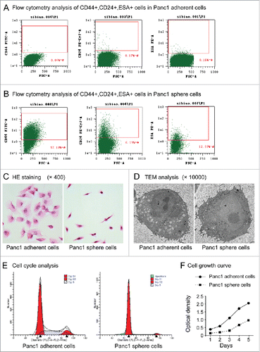 Figure 2. (A). Flow cytometry analysis of CD44+CD24+ESA+ cells in Panc1 adherent cells. (B). Flow cytometry analysis of CD44+CD24+ESA+ cells in Panc1 sphere cells. (C). Cell morphology. After HE staining, Panc1 adherent cells had a polygonal or triangular shape, whereas Panc1 sphere cells had a circular or fusiform shape with a smaller size and a high nucleus-to-cytoplasm ratio. (D). TEM analysis. Panc1 sphere cells exhibited larger nuclei and fewer cytoplasmic organelles than Panc1 adherent cells. (E). Cell cycle. Cell cycle analysis showed that the number of Panc1 sphere cells in the G0/G1 phase was significantly higher than that of adherent Panc1 cells (91.19 ± 0.66% vs. 60.35 ± 1.37%, P < 0.001, n=3). (F). Cell proliferation. The proliferation rate of Panc1 sphere cells was significantly lower than that of Panc1 adherent cells.