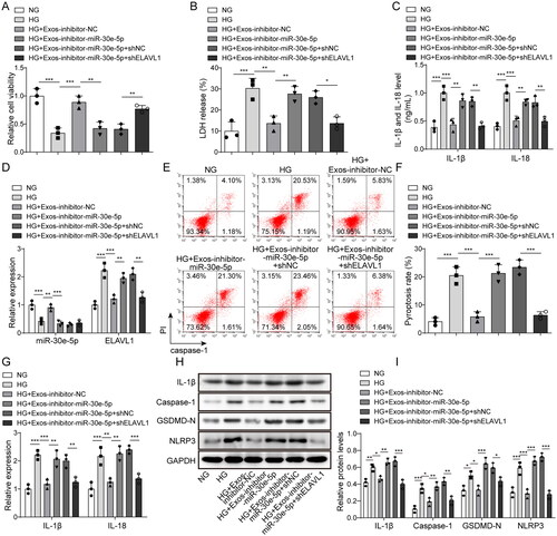 Figure 6. Effect of the miR-30e-5p/ELAVL1 axis on pyroptosis. (A) The MTT assay was used to measure cell viability; (B) the LDH release assay was used to measure cytotoxicity; (C) IL-1β and IL-18 levels were measured by ELISA; (D) expression of miR-30e-5p and ELAVL1 as measured by qRT-PCR; (E, F) pyroptosis levels as detected by flow cytometry; (G) IL-1β and IL-18 expression as measured by qRT-PCR; (H, I) IL-1β, caspase-1, GSDMD-N, and NLRP3 expression as measured by western blot analysis. Three independent replications were performed. *p < .05, **p < .01, and ***p < .001.