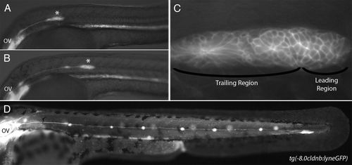 Figure 1 Lateral line embryology visualized using Tg(-8.0cldnb:lyneGFP) embryos. (A) At 24 hpf the primordium (asterisk) has fully migrated onto the somites from its origin near the otic vesicle (OV). (B) The primordium has recently deposited the first proneuromast. (C) Higher magnification of the primordium in (A). Note the rosette shaped proneuromasts forming in the trailing region and the lack of rosettes in the leading region. (D) The post embryonic lateral line is comprised of 4–6 proneuromast in a row along the horizontal myoseptum.