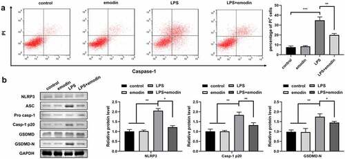 Figure 2. Emodin inhibited the pyroptosis of LPS-treated 1321N1 cells. (a) After 20 μM emodin and 100 ng/ml LPS treatment, the dead 1321N1 cells were analyzed using PI staining. **P < 0.01, ***P < 0.001. (b) After 20 μM emodin and 100 ng/ml LPS treatment, the protein levels of NLRP3, caspase-1-p20, and GSDMD-N in 1321N1 cells were determined using Western blotting. *P < 0.05, **P < 0.01.