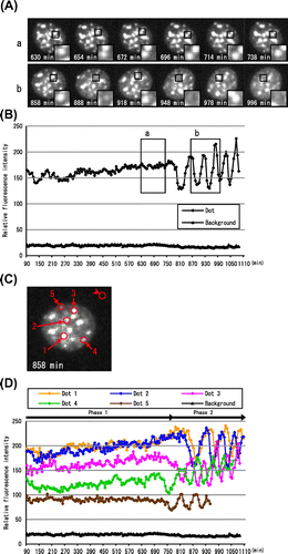 Fig. 4. Asynchronous periodic flickering of DsRed-HP1α dots in Phase 2.Notes: (A) Representative images of DsRed-HP1α dots in interphase nuclei in Phases 1 and 2. The relative positions of DsRed-HP1α dots did not change significantly between 630 and 738 min (a, Phase 1), but did between 858 and 996 min (b, Phase 2). The insets show higher magnification images of the HP1α dots marked with a square. Note that the HP1α dot in Phase 2 appears and disappears periodically with an interval of about 30 min. (B) Fluorescence intensity of a DsRed-HP1α dot. The fluorescence intensity of the HP1α dot indicated with a square in Fig. A was measured at 6 min intervals. Each boxed area (a and b) corresponds to the cell panels in Fig. A. Note that the fluorescence intensity of HP1α suddenly changed at 780 min, concomitant with the beginning of Phase 2. The fluorescence intensity of this dot could not be measured after 1086 min. (C) DsRed-HP1α dots applied for measurement of fluorescence intensity. Five DsRed-HP1α dots that flickered periodically are indicated with circles on the image captured at 858 min. The background intensity was also measured (upper right circle). (D) Change in fluorescence intensity of HP1α dots. The fluorescence intensities of the DsRed-HP1α dots shown in Fig. C were measured at 6 min intervals. The first decreases in fluorescence intensity were observed at 756 (Dot 4), 768 (Dot 5), 822 (Dot 3), 864 (Dot 2), and 888 min (Dot 1), concomitant with the initiation of Phase 2 (780 min). Dots 1–5 showed a similar periodicity of flickering, although the fluorescence intensity of Dot 5 could not be followed after 948 min.
