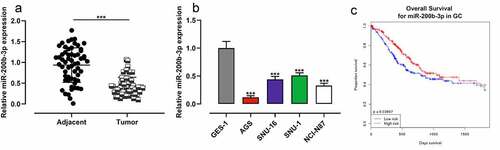 Figure 1. MiR-200b-3p is down-regulated in GC, and it is a potential prognostic factor.