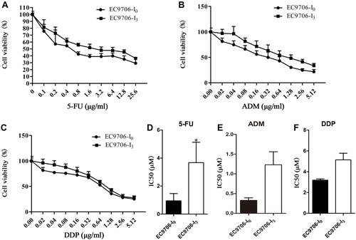 Figure 3 Chemosensitivity of EC9706-I0 and EC9706-I3 cells detected by CCK-8 assay. (A–C) Viability of EC9706-I0 and EC9706-I3 cells at different concentrations for 5-fluorouracil (5-FU), doxorubicin (ADM), and cisplatin (DDP). (D–F) IC50 of EC9706-I0 and EC9706-I3 cells for 5-FU, ADM, and DDP. *Indicates significant difference at P < 0.05.