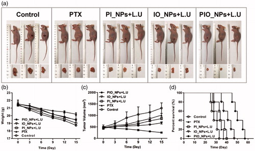 Figure 4. Growth inhibition of SKOV3 derived tumors in tumor xenograft models (a). During treatment, the body weight (b) and tumor volume (c) were recorded every 3 d. The tumors’ volume in experimental groups was significantly smaller compared to that in the saline control group. The mice in PIO_NPs + L.U group exhibited the slowest tumor growth rate. The survival curves of tumor-bearing mice treated in five groups (d). The median survival times of mice in PIO_NPs + L.U group was longer compared with other groups (p < .05).