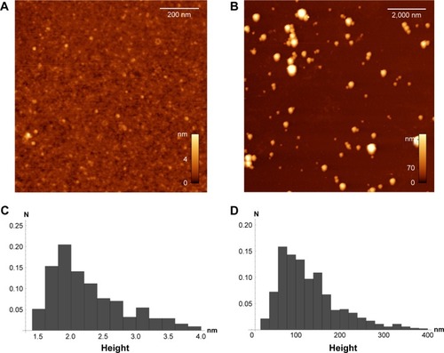 Figure 2 AFM data.Notes: (A) BSA molecules deposited from solution in HFIP; (B) BSA NP deposited from water; (C) Normalized distribution of BSA molecule heights (number of molecules=313, mean size=2,3 nm, median size=2,1 nm, SD=0.7 nm); (D) Normalized distribution of BSA NP heights (number of NP=1,176, mean size=134 nm, median size=115 nm, SD=77 nm).Abbreviations: AFM, atomic force microscopy; BSA, bovine serum albumin; HFIP, 1,1,1,3,3,3-hexafluoroisopropanol; NP, nanoparticles.