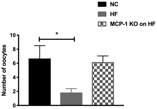 Figure 2. Oocyte collection following superovulation.