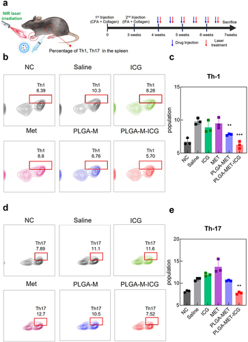 Figure 7 Analysis of Th-1 and Th-17 expression in CIA mice models via flow cytometry. (a) Illustration of the experimental setup. T cells were isolated from spleens of CIA mice models at the end of the drug treatment. Anti-T-bet and anti-IL-17 were used as markers for Th-1 and Th-17, respectively. (b and c) The relative population of Th-1 cells in CIA mice models. (d and e) The relative population of Th-17 cells in CIA mice models. The levels of Th-1 and Th-17 were significantly reduced in the PLGA-MET-ICG group. The data are presented as mean ± SEM (n = 4). **p < 0.01, and ***p < 0.001.