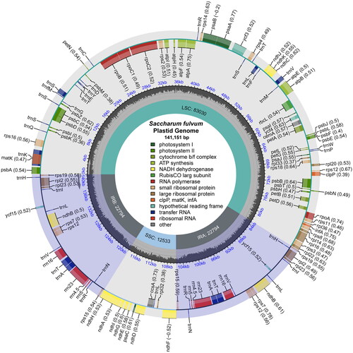 Figure 2. The chloroplast genome map of S. fulvum. Genes on the inside of the circle are transcribed in a clockwise direction and genes on the outside of the circle are transcribed in a counter-clockwise direction.