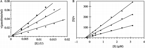 Figure 6 Kinetics plots of N98-1272 C to AChE. [A] A plot of v (μmol/min/mL) versus enzyme concentration [E] at different N98-1272 C concentration of 0 μM (▪), 10 μM (▴), 20 μM (♦). [B] A Hanes plot of [S]/v versus [S] at N98-1272C of 0 M (▪), 10 μM (▴), 20 μM (♦). Each point represents the average of 3 wells.