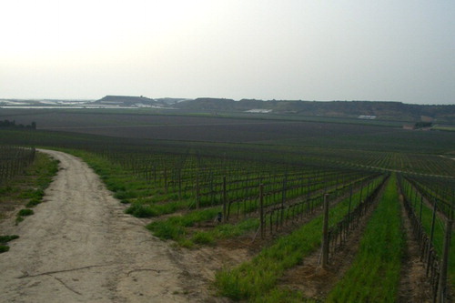 Figure 3. Vineyards in the Dirillo river valley in the southern coast (Gela gulf). In the background, the flat surface of the marine terrace is clearly visible.