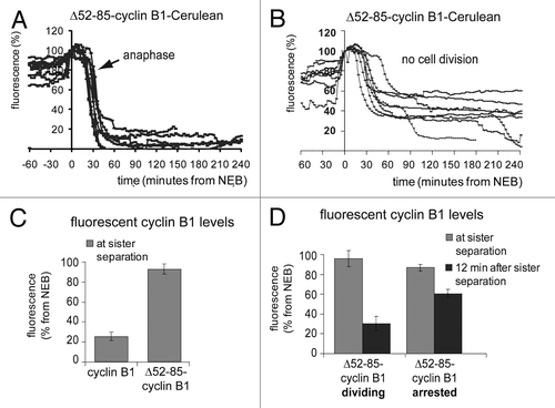 Figure 3. Inefficient degradation of cyclin B1 in anaphase re-activates the spindle checkpoint right after sister chromatid disjunction. The fluorescence intensity in live U2OS cells expressing Δ52–85-cyclin B1-Cerulean was plotted against time from NEB; (A) cells that divided normally. The arrow indicates the start of sister separation. (B) cells that arrested in a post-metaphase state; (C) Bar graph of the fluorescence levels at start of sister separation of cells plotted in (A and B); (D) Comparison of the fluorescence levels at the start of sister chromatid separation as compared with 12 min after sister chromatid separation in cells that either divided (plotted in A) or arrested (plotted in B).