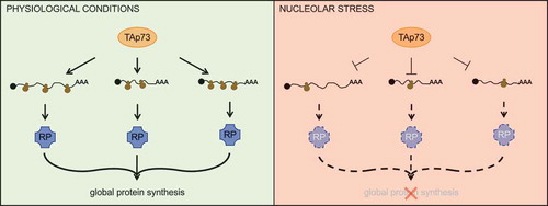 Figure 2. TAp73 controls global protein synthesis via the translation of ribosomal proteins. In physiological conditions, TAp73 promotes the translation of mRNAs encoding ribosomal proteins (RPs), which in turn are required to sustain global protein synthesis. When nucleolar stress occurs, instead, TAp73 forestalls the production of RPs thus ultimately halting global protein synthesis.