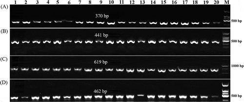 Fig. 1 PCR amplification products from 20 Xanthomonas campestris pv. campestris (Xcc) strains in a species-specific PCR assay and race 4 specific molecular markers. (a), (b) and (c): Three amplicons (370, 441 and 619 bp) from all 20 strains in the PCR assay; (d): Amplicons (462 bp) obtained with Xcc-Race 4 specific molecular markers from all 20 strains. Lanes 1–20: 20 Xcc strains (the corresponding strains, host and sampling location for each lanes are included in Supplementary Table 1)