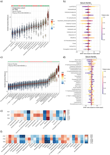 Figure 6. Plasma metabolomics associated with serum ferritin, executive function, and semantic memory in the entire cohort. Boxplots of the normalized variable importance measure (VIM) (a and c) and SHAP summary plots (b and d), for the metabolites associated with the SF levels measured by HPCL-ESI-MS/MS in positive (a) and negative (c) models. (e and f) Heatmap displaying the Spearman correlation (adjusted by age, sex, body mass index, and education years) between PVF, SVF, and TDS and the plasma metabolomics in positive mode (e) and negative mode (f). Significant associations are shown with a cross: **** <0.001, ***<0.01, **<0.05, *<0.1.