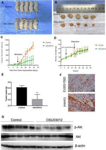 Figure 6 OSU-03012 Inhibits Tumor Growth in Ishikawa Xenograft Study. (A)The whole picture of the mice. (B) Dissected tumors from control and OSU-03012 groups of mice. (C) Tumor volumes and (D) body weight of mice was measured every 3 days using a caliper. The data were presented as mean ± SD of five mice. (E) Tumor mass of control and OSU-03012 groups were presented as mean ± SD of five mice. (F) A marked decrease in the percentage of p-Akt positive EC cells was demonstrated in the tissues exposed to OSU-03012 versus the untreated group (400×). (G) Western blot analysis of Akt, p-Akt expression in the dissected tumor tissues of control and OSU-03012 groups. Data was expressed as mean ± SD. t-test was used for the statistical analysis versus the control group. ***p < 0.001.