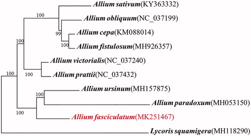 Figure 1. Phylogenetic relationship of A. fasciculatum with related species based on the whole complete genome sequences. Tree constructed by ML with the bootstrap values of 1000 replicates.