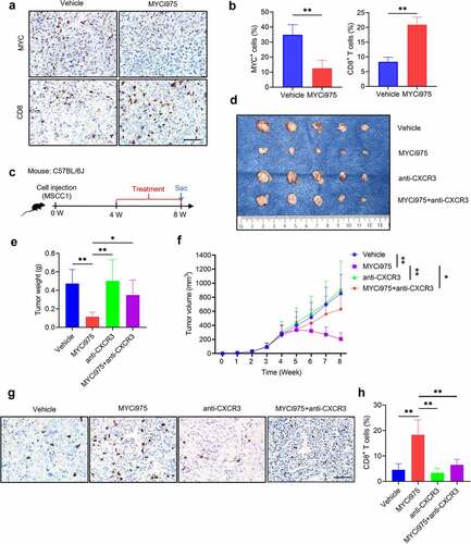 Figure 6. MYC inhibition promotes CD8+T cell infiltration in vivo. (a) Immunostaining showing that MYCi975 inhibits MYC expression and promotes CD8+ T cell infiltration in the same view of the slice. Scale bar, 50 μm. (b) Quantification of the percentage of MYC+ or CD8+ T cells in vivo after MYCi975 treatment. Means ± SD are shown. n = 3, **P < .01 by an unpaired Student’s t test. (c) Experimental design for MYCi975 and anti-CXCR3 treatment in vivo. MSCC1 cells were injected into the dorsal subcutaneous region of C57BL/6 J mice. Four weeks after injection, tumor-bearing mice were randomly divided into four experimental groups (n = 5 per group): control vehicle, MYCi975, anti-CXCR3, and MYCi975 plus anti-CXCR3. Mice were sacrificed after treatment for 4 weeks. (d) Representative image of tumor samples harvested from subcutaneous tumor models in C57BL/6 J mice. (e) Tumor weights of subcutaneous tumor models in C57BL/6 J mice after 4 weeks of treatment. *P < .05 and **P < .01 by one-way ANOVA. (f) Tumor volume growth curve of subcutaneous tumor models. *P < .05 and **P < .01 by one-way ANOVA. (g) Representative images of CD8+ T cell infiltration in vivo after treatment. MYCi975 promoted CD8+ T cell infiltration and anti-CXCR3 reversed the immune activation by MYCi975. Scale bar, 50 μm. (h) Quantification of the percentage of CD8+ T cells in vivo after treatment. Values are the mean ± SD. **P < .01 by one-way ANOVA.