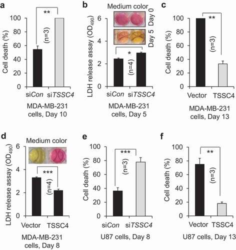 Figure 12. TSSC4 regulates cell death caused by excessive growth. The same number of cells (starting number of cells) was grown in 3 ml of complete medium in each well of 6-well plates without changing medium. Then, cell death was measured by counting the percentage of dead cells after cells were stained with trypan blue (A, C, E, F) or by LDH (lactate dehydrogenase) release assay (absorbance at 490 nm (OD490)) (B, D). The result of LDH release assay was supported by the color change of the phenol red-containing growth medium from red to yellow caused by the release of lactic acid, the end product of the LDH catalyzed reaction (B, D). (A–B) TSSC4 knockdown increased cell death in MDA-MB-231 cells. The starting number of cells on day 0 was 0.2 × 106. Knockdown of TSSC4 was demonstrated in Figure 1A. (C–D) Overexpression of TSSC4 decreased cell death in MDA-MB-231 cells. The starting number of cells on day 0 was 0.5 × 106. Overexpression of TSSC4 was demonstrated in Figure 2A. (E) TSSC4 knockdown increased cell death in U87 cells. The starting number of cells on day 0 was 0.4 × 106. Knockdown of TSSC4 was demonstrated in Figure 1E. (F) Overexpression of TSSC4 decreased cell death in U87 cells. The starting number of cells on day 0 was 0.3 × 106. Overexpression of TSSC4 was demonstrated in Figure 2D.