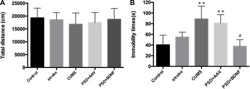 Figure 6 (A) Open field test (OFT). Total distance moved in 1 hr. (B) Forced swimming test (FST): Immobility time in 6 mins. Error bars represent one standard error of the mean. All data from animal groups: control (n=16), stroke (n=14), CUMS (n=16), PSD+AAV (n=14), PSD+BDNF (n=14). Other groups compared with control group: **P<0.01; PSD+BDNF group compared with PSD+AAV group: #P<0.05.