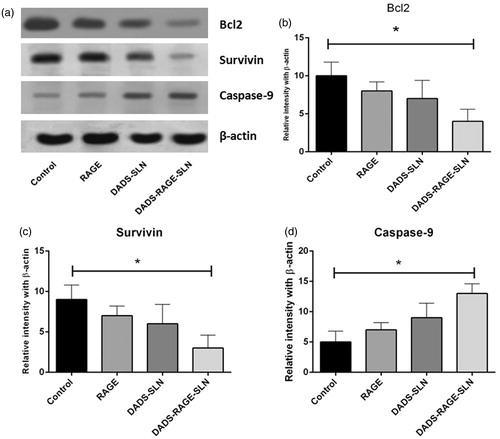 Figure 9. Expression pattern of Bcl2, survivin and caspase-9 in MDA-MB231 cells (a); Quantitative analysis of Bcl2 (b), survivin (c) and caspase-9 (d) by observing relative intensity with β-actin. The values are expressed as mean ± SD. *p < .05 vs control (n = 3).