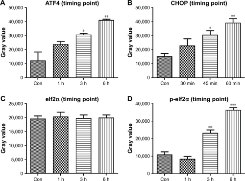 Figure S3 Quantitative data of Figure 6B.Notes: HCT116 cells were treated with PCH for the indicated times, the protein levels of (A) ATF4, (B) CHOP, (C) elf2α, and (D) p-elf2α were determined by Western blot analysis. *P<0.05, **P<0.01, ***P<0.001.Abbreviations: Con, control; ER, endoplasmic reticulum.