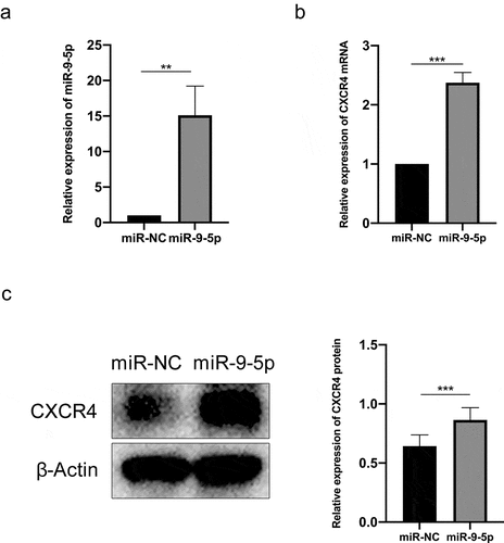 Figure 2. miR-9-5p dependent induction of CXCR4 by propofol. (a and b) The expression of miR-9-5p and CXCR4 were examined by RT-qPCR. (c) The protein bands of CXCR4 and β-actin and protein expression of CXCR4 were examined by Western blot analysis. The experiment was repeated three times; the significance of the difference between means was analyzed for multiple comparisons by the analysis of variance; the data between two groups were analyzed using the student’s t-test, **P < 0.01, ***P < 0.001.