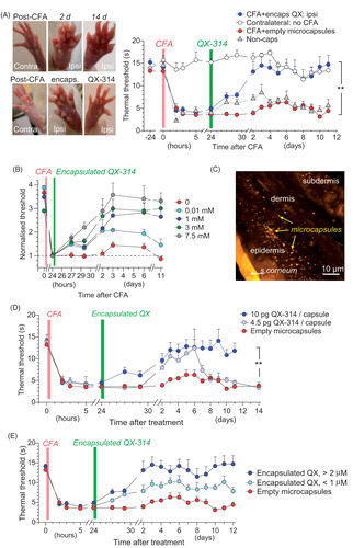 Figure 4. The anti-nociceptive effect of encapsulated QX-314 in a persistent pain model in rodents. (A) Image panels, examples of rat hind paw following injection of CFA with no treatment (top row) and with encapsulated QX-314 (∼3 mM; bottom row) at different time points, as indicated; ipsi, ipsilateral, inflammatory side; contra: contralateral, non-inflamed, side. Graph, time course of the thermal nociceptive threshold in control (contralateral, n = 5 rats) and CFA-inflamed animals injected with empty microcapsules (n = 5) or encapsulated QX-314 (∼3 mM, n = 6) or non-capsulated QX-314 (100 mM, n = 5), as indicated. (B) Time course of the thermal nociceptive threshold (normalized to that at the treatment onset, which is 24 h post-CFA), for different dosage of encapsulated QX-314, as indicated: 10 µM (n = 6 rats), 1 mM (n = 8), 3 mM (n = 6), and 7.5 mM (n = 7). (C) Fluorescent image (FITC fluorescence, transverse skin tissue section) displaying the epidermal–dermal area (the rat hind paw) with scattered microcapsules on Day 1 after microcapsule injection. (D) Time course of inflammatory hypersensitivity in rats with persistent peripheral inflammation following treatment with different amounts of QX-314 per capsule, as indicated (animals received the same overall dose of QX-314, 1 mM): 4.5 pg (n = 6 rats), 10 pg (n = 8) and 0 pg (empty, n = 5). (E) Time course of inflammatory hypersensitivity with QX-314 in microcapsules of different sizes (animals received the same overall dose of encapsulated QX-314, 3 mM): 2 µm diameter (n = 6 rats), 1 µm (n = 9) and empty (varied size, n = 5). Data are shown as mean ± SEM. **p < .01 (one-way ANOVA with Bonferroni post hoc test for encapsulated QX-314 compared with empty microcapsules).