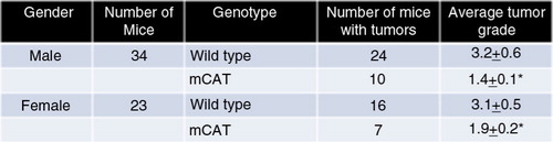 Fig. 2 CB6F1 mice expressing mCAT have decreased incidence and severe spontaneous lung cancer at the end of their lifespan, significant at p≤0.01 for males and p≤0.05 for females.