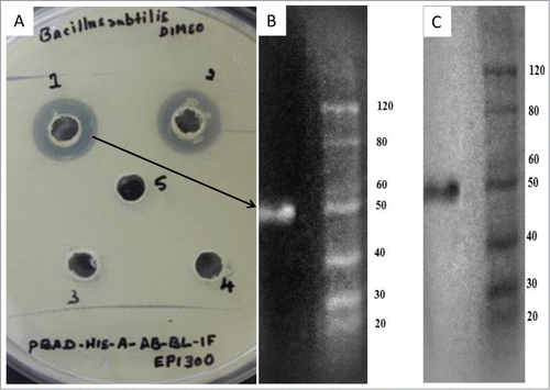 Figure 5. Purification of His6-AbgT protein. His6- AbgT was purified from the total soluble protein fraction of cell lysate of E coli EPI300TM T1 transformed with the recombinant vector pBadMyc-HisA-AB-RH1. The expressed antibacterial protein was purified from the supernatant by Ni-NTA spin column and resolved by SDS-PAGE on a 10% gel. (A) Anti-bacillus activity of the purified Abg protein from cell lysate (1; purified fraction of Ni-NTA column, 2; protein fraction from cell lysate, 3; supernatant fraction, 4; wash from Ni-NTA elution, 5; control with cell free lysate from EP1300 cells). (B) Lane 1 stained with Invision His-tag In-gel stain showing the mass of the purified protein at approximately 50 kDa. (C) Lane 1 showing the purified protein stained with Coomassie brilliant blue.