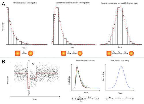 Figure 2. Single molecule enzymology. The most obvious feature of biochemical processes is their stochastic nature. This implies that any biochemical kinetics usually studied in bulk experiments on a large ensemble of molecules can also be cast in terms of probabilities.Citation39 Here, we give a quick overview of the information contained in such statistical distributions. (A) Three examples of statistical distributions (experimental histograms and corresponding probability density functions) obtained for typical bio-chemical processes. From left to right: 1) Single exponential distribution characteristic of one single limiting step with a rate k1. 2) Two-dimensional exponential characteristic of two rate-limiting steps with rate k1 and k2 respectively. 3) Gaussian-like distribution characteristic of several limiting steps with comparable rates (from k1 to kn with k1 ≈k2 ≈… ≈kn). In a typical experiment, hundreds of events (i.e. hundred of single-molecule traces) are needed to build such histograms and get a reliable description of the bio-chemical reactions. (B) Left panel: A theoretical single-molecule extension vs. time trace (e.g DNA extension vs. time trace). This example shows two different events (different DNA extensions) with two different characteristic times t1 and t2. Right panel: The time distribution for t1 (that would be obtained from different molecules) shows a two-dimensional profile. Changing the substrate concentration (e.g., ATP) dramatically affects the shape of the distribution (different colors corresponding to four different substrate concentrations). This behavior is typical of a Michaelis-Menten kinetic.Citation40 In contrast, the distribution of time t2 shows a Gaussian-like behavior that does not depend on the substrate concentration. Such a distribution could be obtained when the transition from two enzymatic forms (say E and E’) occurs through a large number of irreversible rate-limiting steps.