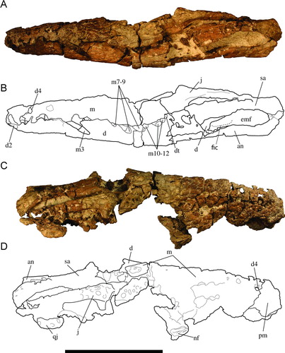 FIGURE 2 Holotype of Culebrasuchus mesoamericanus, gen. et sp. nov. (UF 244434), from the early Miocene Culebra Formation of Panama. A and B, lateral view of the rostrum and rear mandible; C and D, dorsal view of the rostrum and rear mandible. Abbreviations: an, angular; d, dentary; d4, fourth dentary tooth; dt, dentary tooth; emf, external mandibular fenestra; f, frontal; fic, foramen intermandibularis caudalis; j, jugal; m, maxilla; m3, third maxillary tooth; m7–9, seventh through ninth maxillary teeth; m10–12, tenth through twelfth maxillary teeth; nf, nasal fragment; pm, premaxilla; qj, quadratojugal; sa, surangular. Scale bar equals 10 cm.