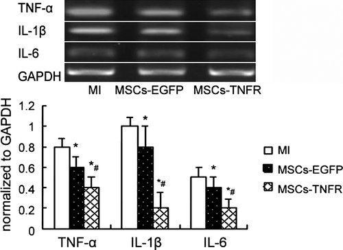 Figure 4.  Rt-PCR analyzed TNF-α,IL-1β and IL-6 gene expression from free wall of MI rats in each group. *p < 0.05 compared with MI control group; #p < 0.05 compared with MSCs-EGFP group.