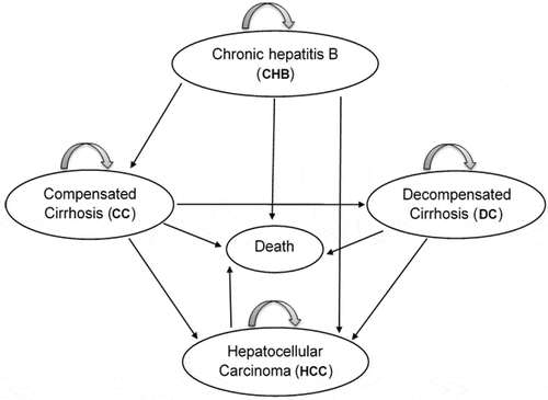 Figure 1. Markov model of natural history of hepatitis B virus infection