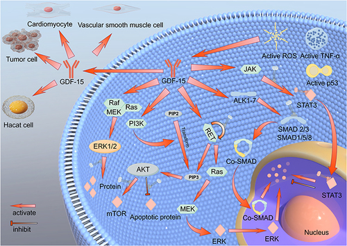 Figure 2 GDF-15 and signaling pathways.