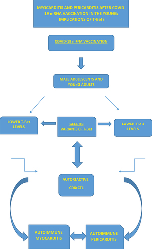 Figure 1. Myocarditis and pericarditis after COVID-19 mRNA vaccination in the young: implications of T-Bet?