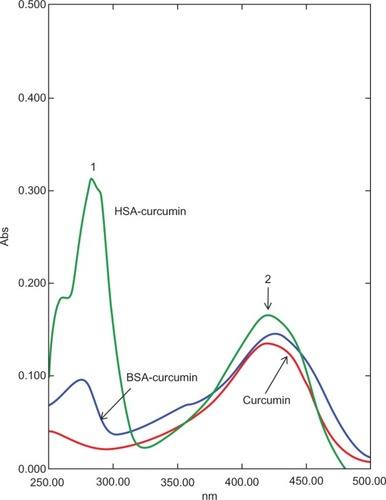 Figure 5 Ultraviolet-visible spectral analysis of curcumin, curcumin–HSA complex, and curcumin–BSA complex. The curcumin–albumin complexes show similar spectra properties as that of curcumin alone (peak 2). Peak 1 represents the absorbance peak of albumin.