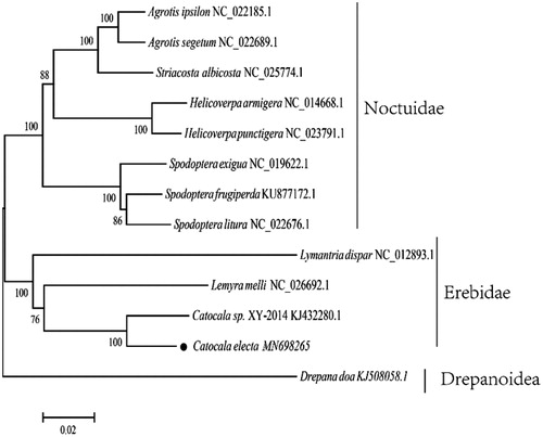 Figure 1. Inferred ML phylogenetic relationship of C. electa between other 12 species based on the 13 concatenated mitochondrial PCGs (nucleotide acid data). All the species’ accession numbers in this study are listed as follows: Agrotis ipsilon NC_022185.1, Agrotis ipsilon NC_022185.1, Striacosta albicosta NC_025774.1, Helicoverpa armigera NC_014668.1, Helicoverpa punctigera NC_023791.1, Spodoptera exigua NC_019622.1, Spodoptera frugiperda KU877172.1, Spodoptera litura NC_022676.1, Lymantria dispar NC_012893.1, Lemyra melli NC_026692.1, Catocala sp. XY-2014 KJ432280.1, Catocala electa MN698265, Drepana doa KJ508058.1.