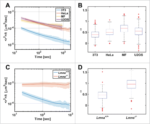 Figure 2. Diffusion patterns of telomeres in different cell types. (A) MSD/Δt vs Δt plot in log-log scale for different cell lines. (B) The distribution of α coefficient obtained from single telomeres trajectories (n=325, 166, 551, 958 for the 3T3, HeLa, MF, U2OS cell-lines respectively). (C) MSD/Δt vs Δt plot for Lmna+/+and Lmna−/− cells. (D) Box plot for the α coefficients distribution (n=223, 525 for the Lmna+/+ and Lmna−/− cells respectively). Note the significant difference showing anomalous diffusion in Lmna+/+ and normal diffusion in Lmna−/− cells.