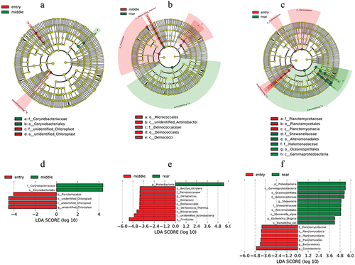 Figure 6. The potential biomarkers defined by LEfSe. (a)–(c), Cladogram analyses. Each circle represents the classified level from phylum to species. The diameter of the small circle is proportional to the relative abundance of air microbiota. (d)–(f), Histogram analyses. The threshold on the logarithmic LDA score for discriminative features was set to 4.0.