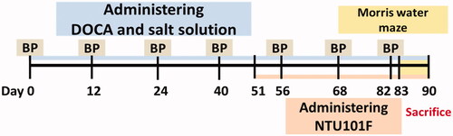 Figure 1. Experimental schedule of DOCA-salt-induced hypertension and vascular dementia. BP: blood pressure; DOCA-salt: deoxycorticosterone acetate and salt solution; NTU101F: ethanol extract of L. paracasei subsp. paracasei NTU 101-fermented products.