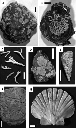 Figure 3  Fossil specimens from the Wanganui Basin. (A) An example of the diverse bryozoan fauna seen in the Nukumaru Limestone: here numerous bryozoan colonies encrust the exterior of a large Patro undatus valve from Waiinu Beach (Nukumaruan Stage, Pliocene). (B) Desmediaperoecia biduplicata encrusting the interior of a Patro undatus valve, Nukumaru Limestone, Waiinu Beach (Nukumaruan Stage, Pliocene). (C) Hornera robusta branches from the Tainui Shellbed, Castlecliff, Wanganui (Castlecliffian Stage, Pleistocene). (D) Bryozoan colonies encrusting a fragment of a Patro undatus valve from the Tewkesbury Formation, Nukumaru Beach (Nukumaruan Stage, Pliocene), bryozoans include Chaperia sp., Platonea sp. (inside oyster spat), Exochella conjucta (several colonies) and Fenestrulina reticulata. (E) Cosciniopsis vallata, growing on a bioeroded specimen of the turritellid gastropod Maoricolpus sp., Lower Castlecliff Shellbed, Castlecliff, Wanganui (Castlecliffian Stage, Pleistocene). (F) Steginoporella magnifica, growing on a bioeroded Ostrea valve from the Lower Castlecliff Shellbed, Castlecliff, Wanganui (Castlcliffian Stage, Pleistocene). (G) Bryozoan-encusted interior surface of a Pecten valve from the Landguard Formation, Landguard Bluff, Wanganui (Haweran Stage, Pleistocene). All scale bars: 10 mm.